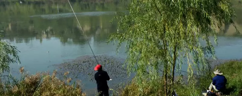 谷麦钓法适用鱼钩相关种类(谷麦钓法适合用哪种鱼钩,海夕钩、伊豆钩、千又钩均可使用)?-会东网