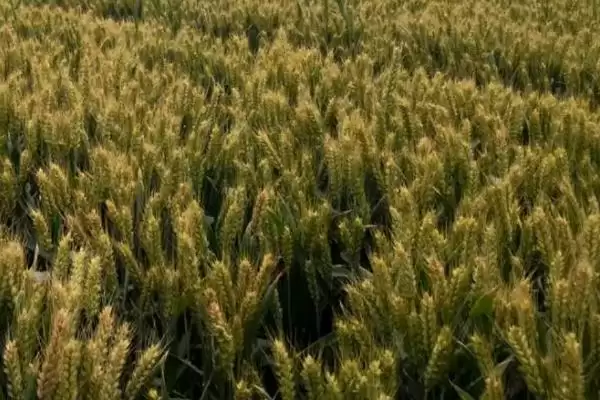 锦麦3号小麦种子特征特性、防治用药(锦麦3号小麦种子特征特性，通常用乐果乳油防治)？插图1