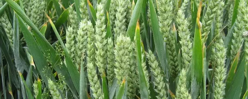 淮麦30小麦品种特性、品质情况(淮麦30小麦品种的特性，品质达到强筋小麦品种标准)？-会东网