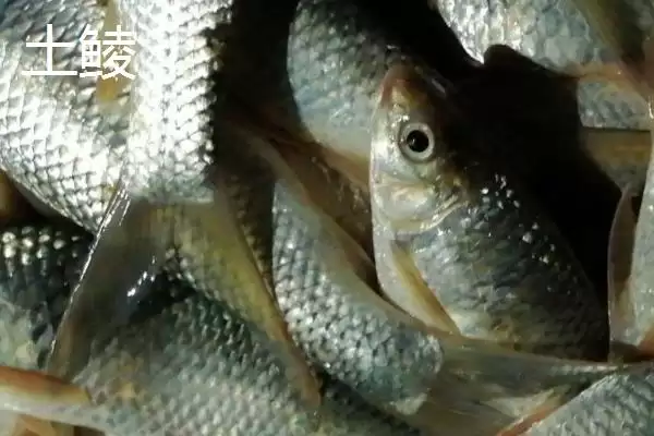 鲮鱼类别属性介绍(鲮鱼是常见淡水鱼类)?插图3 鲮鱼类别属性介绍(鲮鱼是常见淡水鱼类)?插图3