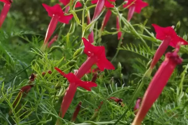 茑萝花语介绍(茑萝寓意相互帮助、忙忙碌碌等)?插图3 茑萝花语介绍(茑萝寓意相互帮助、忙忙碌碌等)?插图3