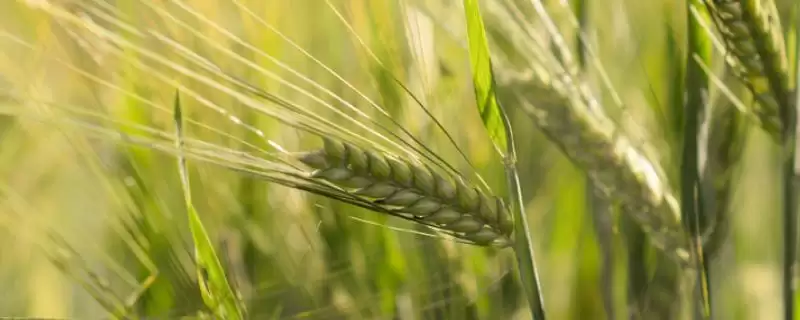 轮选518小麦品种特性介绍(轮选518小麦品种特性待补充)？-会东网