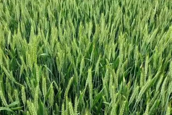 连麦9号小麦种子特点、全生育期(连麦9号小麦种子特点，全生育期222.0天)？插图2