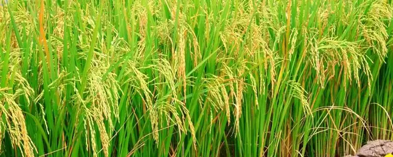 丰大优2590水稻种子中抗白叶枯病（5级）(丰大优2590水稻种子中抗白叶枯病5级有何意义)？-会东网