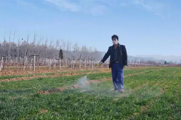 防止羊啃麦苗的用药相关问题(打什么药可以防止羊啃麦苗,一般不建议使用药剂来避免羊啃麦苗)?插图5 防止羊啃麦苗的用药相关问题(打什么药可以防止羊啃麦苗,一般不建议使用药剂来避免羊啃麦苗)?插图5