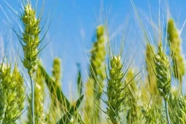 石麦22特征特性介绍(石麦22株型偏松散分蘖能力强)?插图2 石麦22特征特性介绍(石麦22株型偏松散分蘖能力强)?插图2