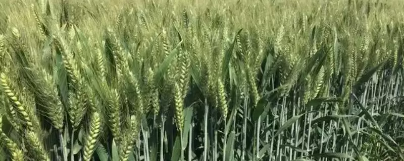 漯麦4-168小麦种子介绍(漯麦4-168小麦种子延期播种时情况)？-会东网
