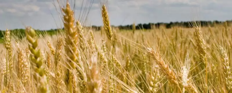 冬小麦早春管理相关要点(冬小麦如何进行早春管理,3月份要追施拔节肥)?-会东网