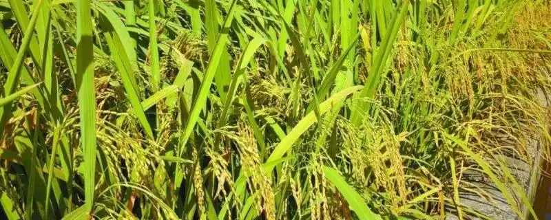 东壮稻777水稻品种属中晚熟品种(东壮稻777水稻品种中晚熟品种有何特性)?插图 东壮稻777水稻品种属中晚熟品种(东壮稻777水稻品种中晚熟品种有何特性)?插图