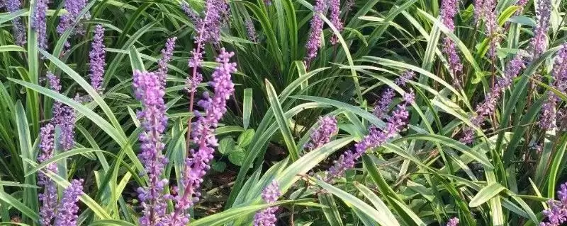 麦冬种子购买渠道介绍(麦冬种子选择正规销售商购买)?-会东网