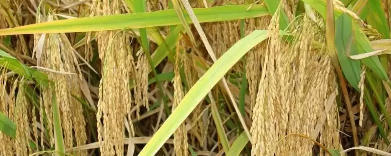 谷优9709水稻品种需及时做好病虫害防治(谷优9709水稻品种及时做好病虫害防治有多重要)？-会东网
