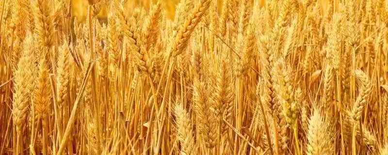 徐麦36小麦种子特征特性与常规品种(徐麦36小麦种子特征及常规品种)？-会东网