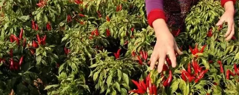 山西省襄汾县特产介绍(山西省襄汾县有地黄药材营销基地)？-会东网