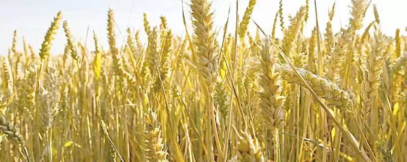 昆麦4号小麦品种情况、全生育期(昆麦4号小麦品种简介，全生育期169天)？-会东网