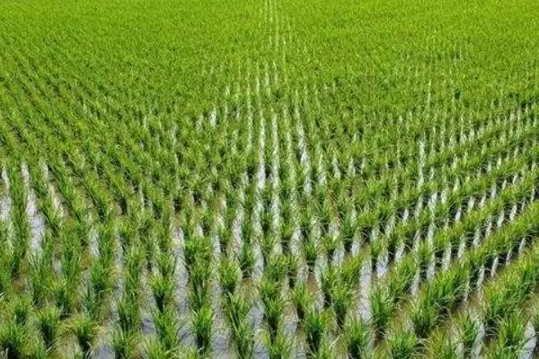 川种优3107水稻品种全生育期为154.3天(川种优3107水稻品种全生育期有何特点)？插图1