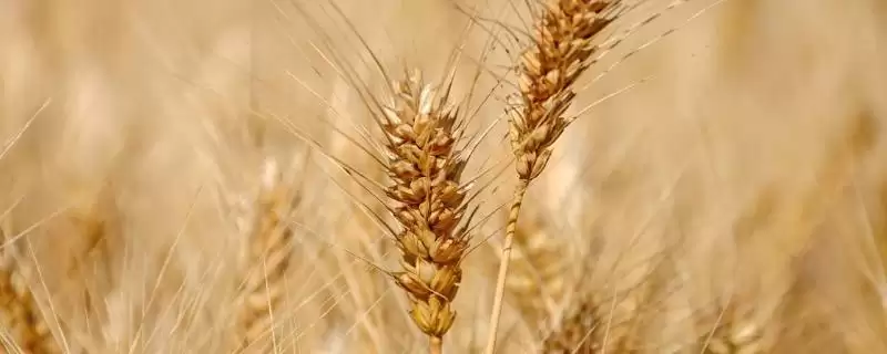 陇春27号小麦种子防虫病要点(陇春27号防蚜虫和白粉病)?-会东网