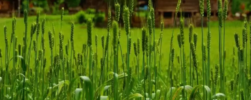 西农627小麦品种特性及病虫害防治要点(西农627小麦品种有何特性及防治要点)？-会东网