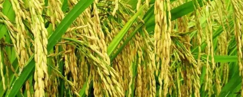 银两优洁田丝苗水稻种简介与生育期(银两优洁田丝苗水稻种简介及生育期)？-会东网