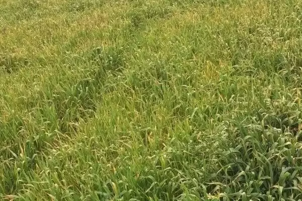 麦苗发黄原因介绍(麦苗发黄因病虫害、缺肥、密度大等因素)?插图3 麦苗发黄原因介绍(麦苗发黄因病虫害、缺肥、密度大等因素)?插图3