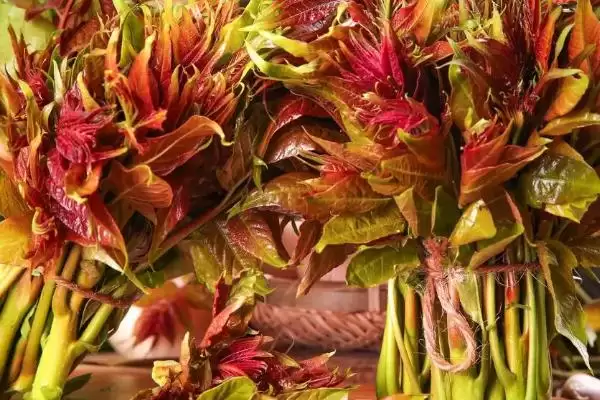 河南野菜的种类相关情况介绍(河南野菜的种类,你吃过哪几种)?插图8 河南野菜的种类相关情况介绍(河南野菜的种类,你吃过哪几种)?插图8