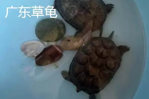 中华草龟分布省份及地区差异情况(中华草龟分布省份及地区差异情况)?插图5 中华草龟分布省份及地区差异情况(中华草龟分布省份及地区差异情况)?插图5