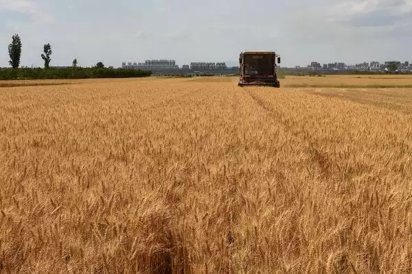 小麦倒了对产量影响及严重程度分析(小麦倒了会影响产量吗及程度)?插图3 小麦倒了对产量影响及严重程度分析(小麦倒了会影响产量吗及程度)?插图3