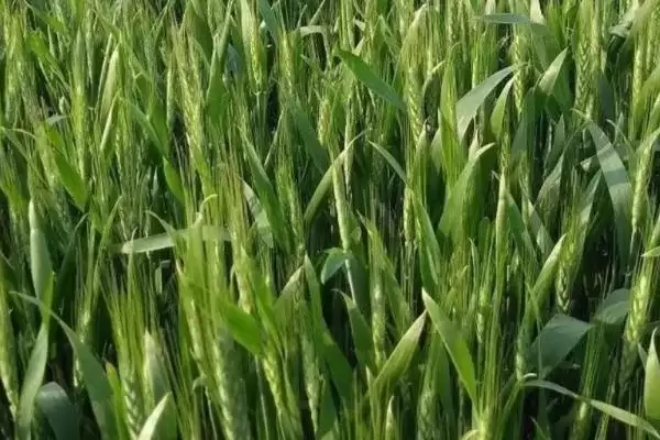 尧麦33小麦品种特性与生育期时长(尧麦33小麦品种特性及生育期)？插图3