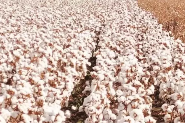 避免棉花疯长方法及药物喷施要点(怎么避免棉花疯长及药物喷施要点)?插图1 避免棉花疯长方法及药物喷施要点(怎么避免棉花疯长及药物喷施要点)?插图1