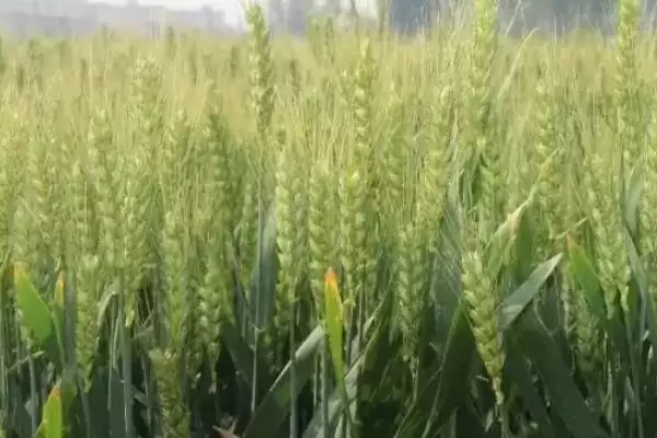 炫麦88号小麦种简介与高抗条锈病特性(炫麦88号小麦种简介及抗条锈病特性)？插图1