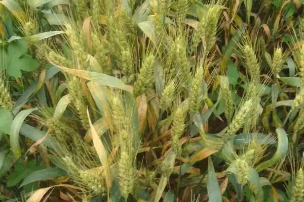 京花10号小麦种子特征特性、病虫害防治(京花10号小麦种子特征特性,注意防治蚜虫)?插图2 京花10号小麦种子特征特性、病虫害防治(京花10号小麦种子特征特性,注意防治蚜虫)?插图2