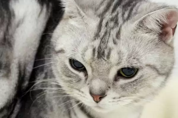 猫应激反应介绍(猫应激反应指对外界刺激的异常生理心理反应)？插图1