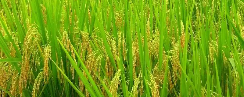 新稻22水稻品种简介及中上等肥力要求(新稻22水稻品种简介及肥力要求)？-会东网