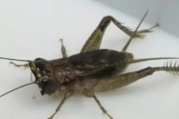 蟋蟀品种介绍及中华大棺头等品种特性(蟋蟀品种及中华等品种有何特性)？插图2