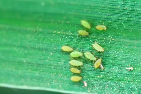 小麦抗性蚜虫治理方法及杀虫剂选择(小麦抗性蚜虫咋治理及杀虫剂选择)？插图4