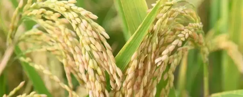丹粳17号水稻种子4月15日播种(丹粳17号水稻种子4月15日播种有何依据)？-会东网