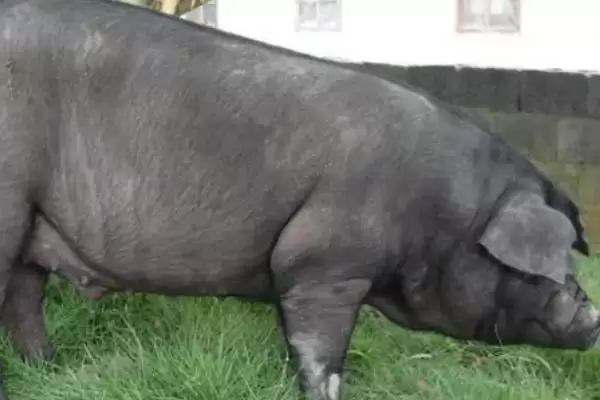 中国本土猪颜色及黑色短毛猪特性(中国本土猪是什么颜色及猪的特性)？插图1