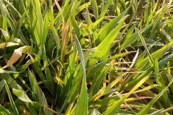 麦苗发黄原因介绍(麦苗发黄因病虫害、缺肥、密度大等因素)?插图1 麦苗发黄原因介绍(麦苗发黄因病虫害、缺肥、密度大等因素)?插图1