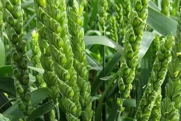 克春18号小麦种子特点、所属类型(克春18号小麦种子特点,中筋品种)?插图3 克春18号小麦种子特点、所属类型(克春18号小麦种子特点,中筋品种)?插图3