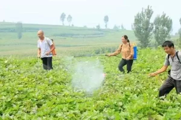 红薯使用二甲戊灵的时间要点(红薯什么时候可以用二甲戊灵，在移栽缓苗后、播种后出苗前均可使用)？插图2