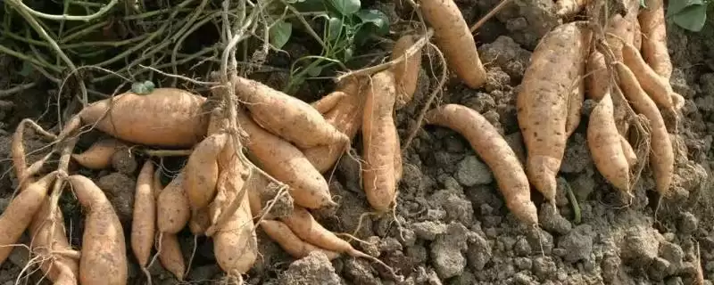 甘薯上钾肥技术相关要点(甘薯上钾肥技术，移栽前和封垄前均可施钾肥)？-会东网