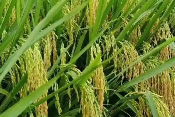 赣优7319水稻种子需注意及时防治病虫害(赣优7319水稻种子注意及时防治病虫害有多重要)?插图2 赣优7319水稻种子需注意及时防治病虫害(赣优7319水稻种子注意及时防治病虫害有多重要)?插图2