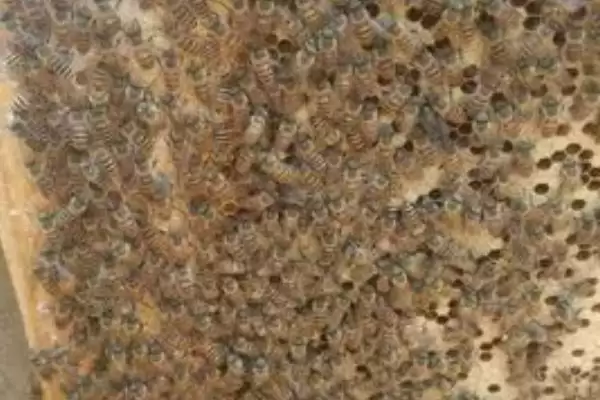 中蜂巢虫病防治方法及淘汰旧脾要点(怎么防治中蜂巢虫病及淘汰旧脾要点)？插图4