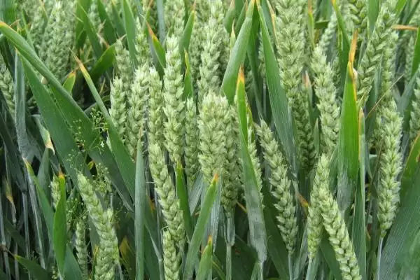 农麦54小麦种子基本苗情况(农麦54每亩适宜基本苗18-22万)？插图1