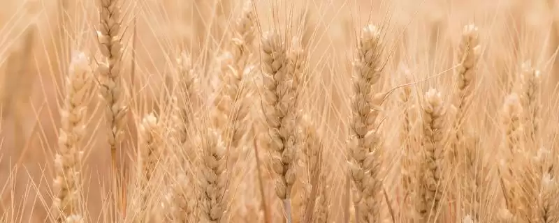 云麦112小麦品种特性与播种量说明(云麦112小麦品种特性及播种量说明)？-会东网