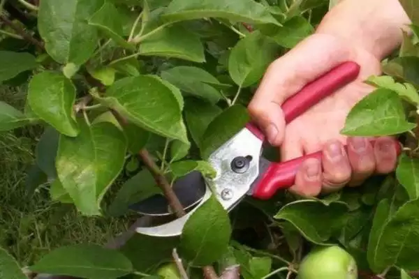 苹果园6月管理要点(苹果园6月管理需及时套袋)？插图4