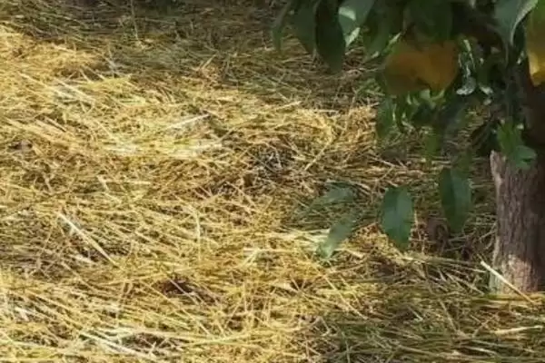 苹果园6月管理要点(苹果园6月管理需及时套袋)？插图3