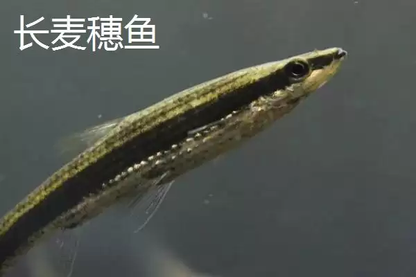 麦穗鱼简介(麦穗鱼是常见的小型淡水鱼类)?插图6 麦穗鱼简介(麦穗鱼是常见的小型淡水鱼类)?插图6