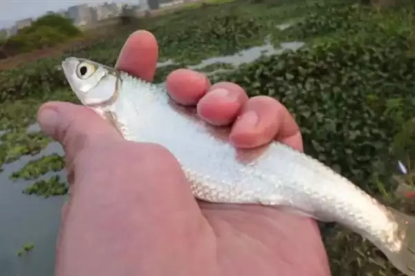 钓白条鱼的技巧相关要点(钓白条鱼的技巧,主流钓法是钓浮)?插图1 钓白条鱼的技巧相关要点(钓白条鱼的技巧,主流钓法是钓浮)?插图1