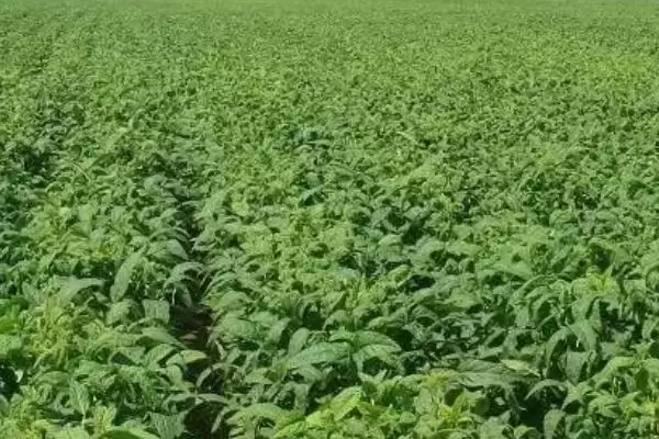 大豆的生长过程具体阶段(大豆的生长过程介绍，分为萌发出苗期、幼苗期、花芽分化期、开花结荚期)？插图3