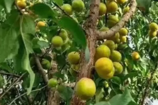 杏树坐果率低原因及品种环境管理因素(杏树坐果率为啥低及相关因素)?插图1 杏树坐果率低原因及品种环境管理因素(杏树坐果率为啥低及相关因素)?插图1